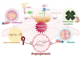 Study identifies new targets in the angiogenesis process