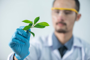 Un fármaco derivado de una planta cultivada en Kentucky es prometedor para el tratamiento del cáncer de ovario