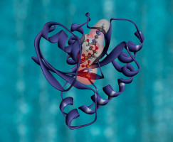 Breakthrough in the understanding of a protein with a key role in several cancers