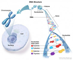 Chemical 'nose' sniffs critical differences in DNA structures