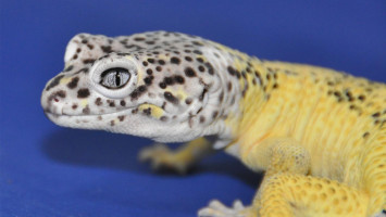 Leopard gecko skin tumours traced to cancer gene