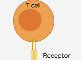 Unexpected blind spot in immune recognition ID'd by researchers