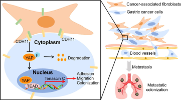Gastric cell-fibroblast interactions promote metastasis via CDH11-YAP-TNC axis in gastric cancer