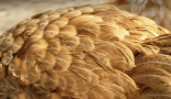 Chicken feathers to deliver chemotherapy drugs and repair enzymes