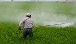 Pesticides potentially as bad as smoking for increased risk in certain cancers