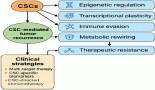 Cancer stem cells and post-therapy tumour recurrence: a systematic review of mechanistic pathways and translational gaps