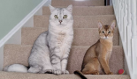 Household cat could hold the key to understanding breast cancer