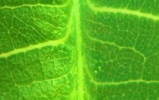 Synthetic plant hormones shut down DNA repair in cancer cells