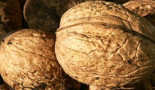 Nut consumption may aid colon cancer survival