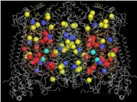 El cáncer más antiguo del mundo tiene 11.000 años